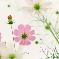 说了黄咯噔只有十斤只是吃了脸圆的亏