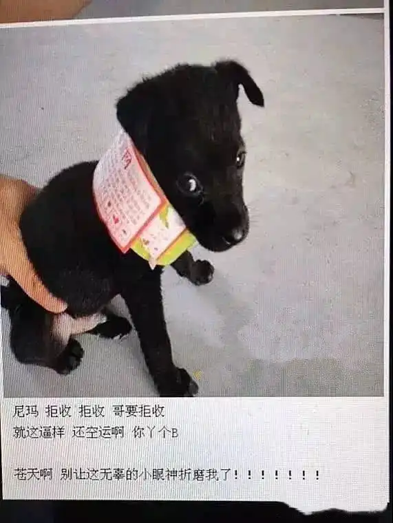 女子网购哈士奇,收到快递后打开进行验货,却总感觉哪里不太对