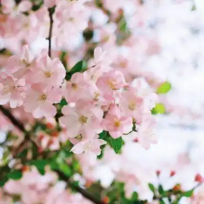 40岁大人用的微信头像花微信头像40岁女专用花