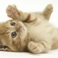 女生抱着猫动漫头像微信头像图片大全