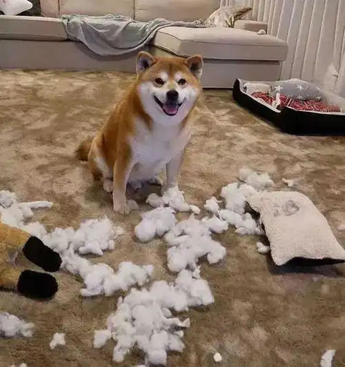 爱笑的狗狗运气不会差柴犬每天都咧嘴笑,最后连宠主都受了影响