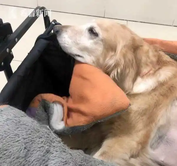 爱犬患癌去世女孩花38万克隆它陪了我整个青春