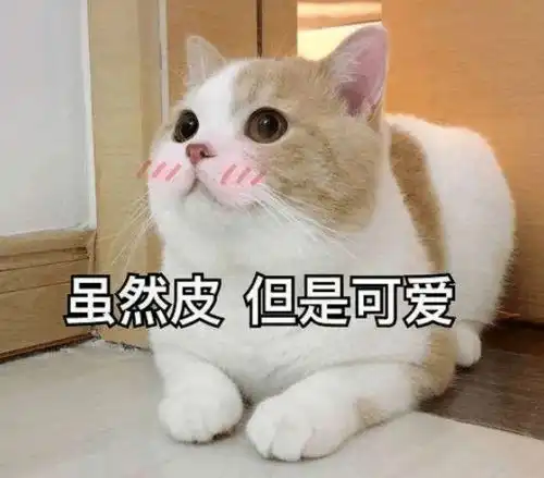 拥有一只回头率高的猫是种怎样的体验