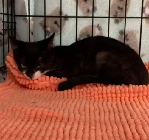 害羞小浪猫启动呼噜马达,紧抱认定的铲屎官,成功赢得新家
