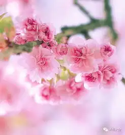 花百科春色满园关不住,她养的花美成这样,这辈子都值了