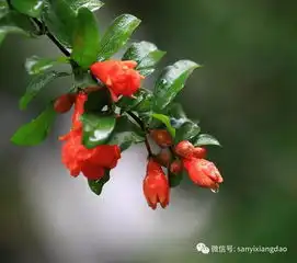 五十岁女人微信头像花
