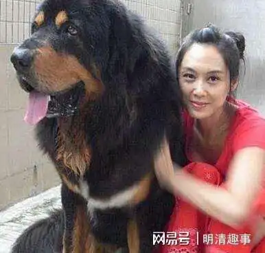 成都恶犬撕咬两岁女童,罪魁祸首压根不是狗