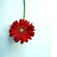 小清新中各种带花朵的淡雅唯美个性头像